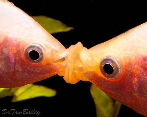 orange kissing fish